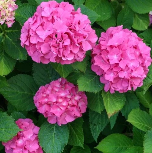 Hydrangea macrophylla