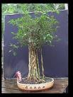 Small leaved fig ficus - small,