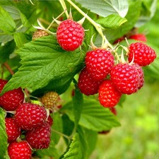 Raspberry Idaeus Autumn Bliss