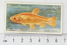 1933 Players Fresh-water