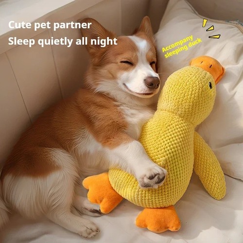 Pet dog chew - dog, toys