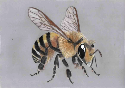 Original coloured pencil - coloured,