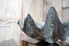 Antique Large Natural History Specimen of a Giant Clam Shell c.1900