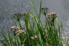 Butomus umbellatus flowering - umbellatus, (flowering