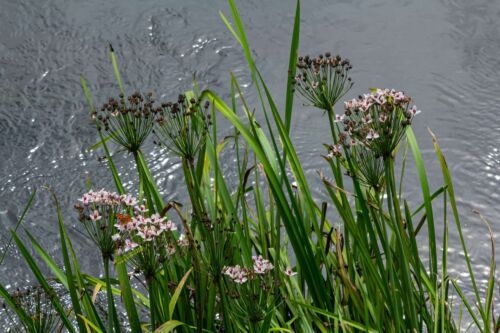 Butomus umbellatus flowering - butomus,