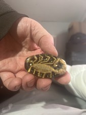 Resin Paperweight With