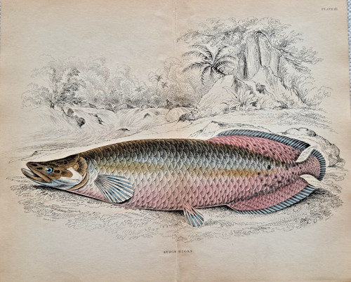 Sudis gigas arapaima - sudis,