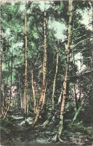 High beech chingford - beech,