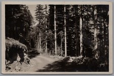 Foret De Turini Real Photo France Vintage Unposted RPPC Postcard