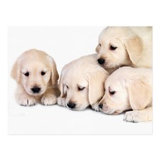 Puppy Puppies Baby Golden Retriever Dogs Pets 12X16 Inch Framed Art Print