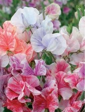 Flower - Sweet Pea - Heaven Scent Mixed - 20 Seeds - Economy Pack
