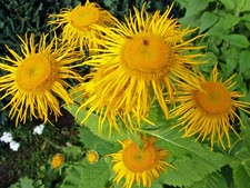 INULA MAGNIFICA ARCHITECTURAL