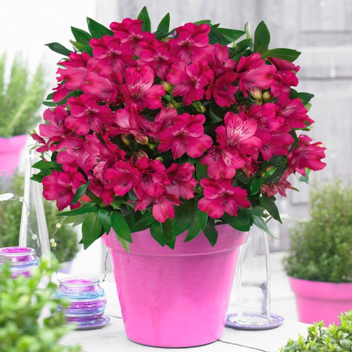 Alstroemeria machu peruvian - machu,