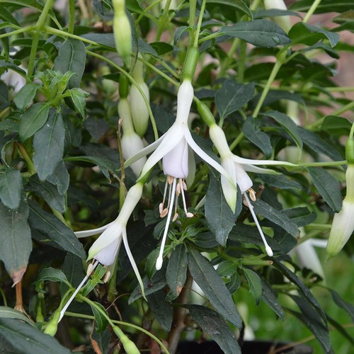 Fuchsia hawkshead 3x - fuchsia, ‘hawkshead’