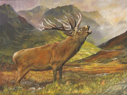 Original red deer stag - original,