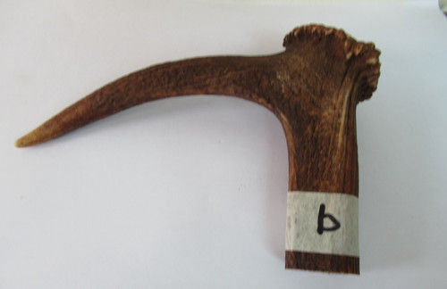 Red deer stag - red, antler