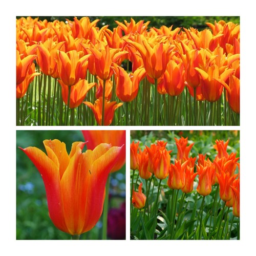 Tulip ballerina very different - very,