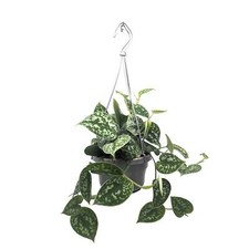 Scindapsus Pictus Argyraeus -