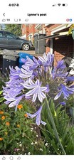 Blue Agapanthus (Budding Root