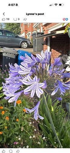 Blue agapanthus budding - blue,