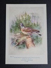 Antique 1910 print - Wood