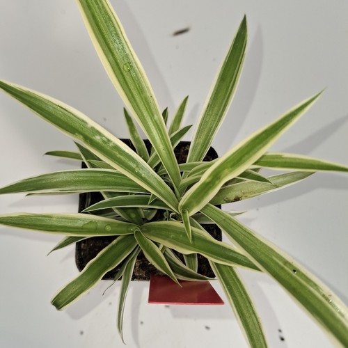 Spider plant live - plant,