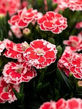 2 x Dianthus Oscar 'White and