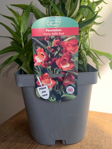 Penstemon party bells red - red, 2l