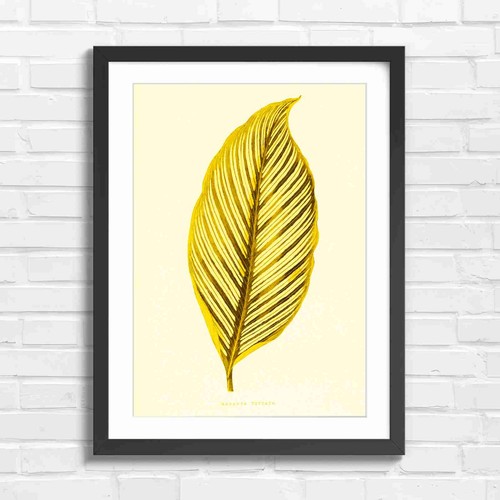 Maranta vittata botanical - maranta, leaf