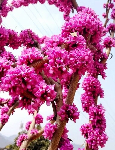 Chinese redbud feet tall - chinese,