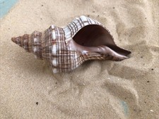 Fox head snail - sea, 12cm