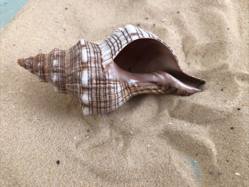 Fox head snail sea shell - head,