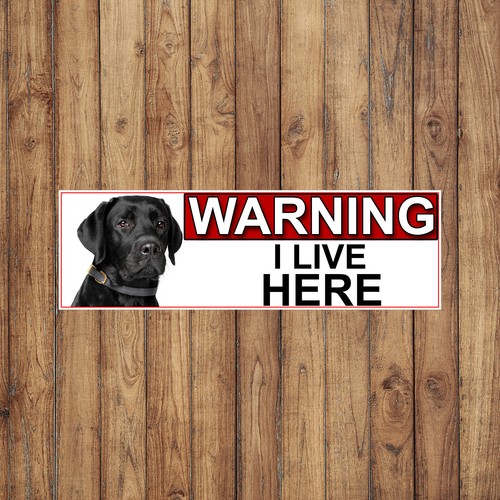 Black labrador warning - labrador, live