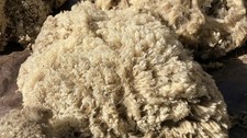 Raw Southdown  Sheep’s Wool