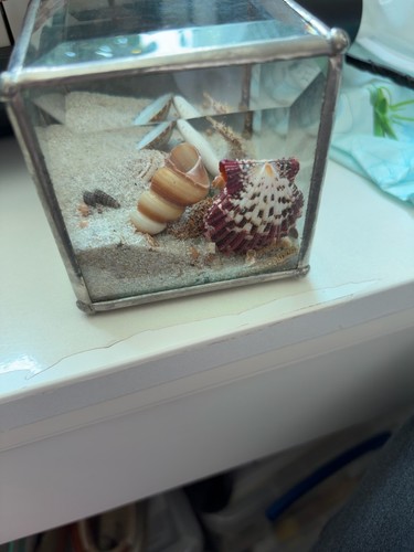 Glass sea shell - display, box