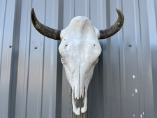 STEER SKULL 15 Inch WIDE BULL