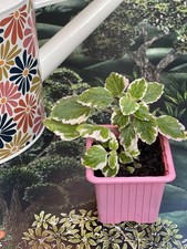 Variegated Swedish Ivy Mini