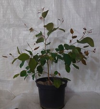  Hardy Eucalyptus Dwarf Sugar Gum,  Eucalyptus cladocalyx  in 5L  Pot Approx 1 M