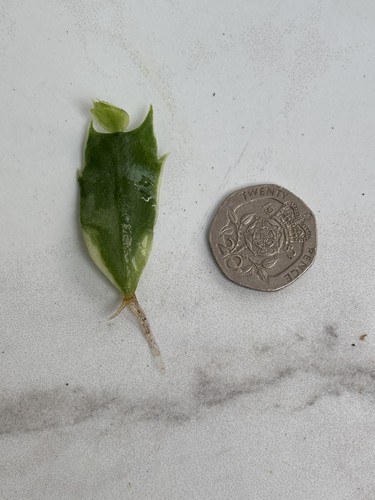 Schlumbergera variegated - schlumbergera,