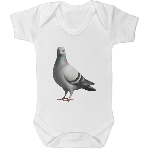 Racing pigeon baby grows - grows, /