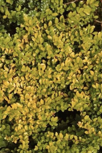 Ilex crenata golden - ilex, gem’