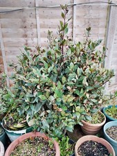 Bay Tree Architectural Plant