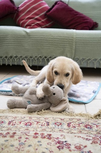 Little petface elephant - little,