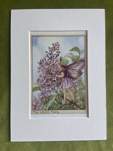 Lilac flower fairy - ‘lilac’,
