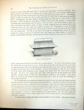 Original Old Antique Print Birds Fulton Wright C1880 Pigeon Feeding Hopper 19th