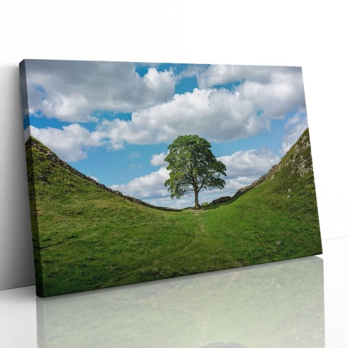 Sycamore gap hadrians wall - sycamore,