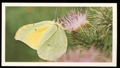 Tobacco card doncella - tobacco, card,