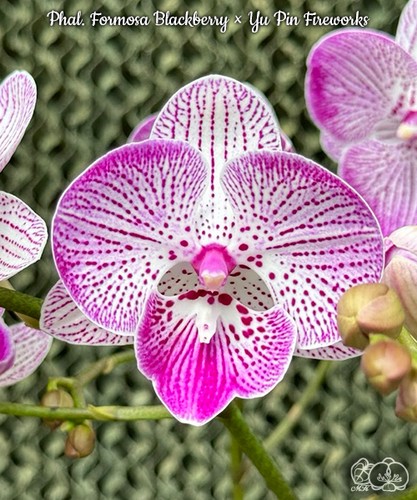 Phal formosa blackberry - formosa, x