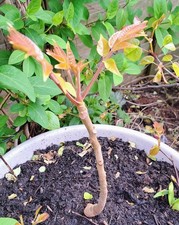 Chinese Mahogany - Toona