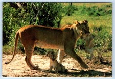 African Wildlife Lioness with